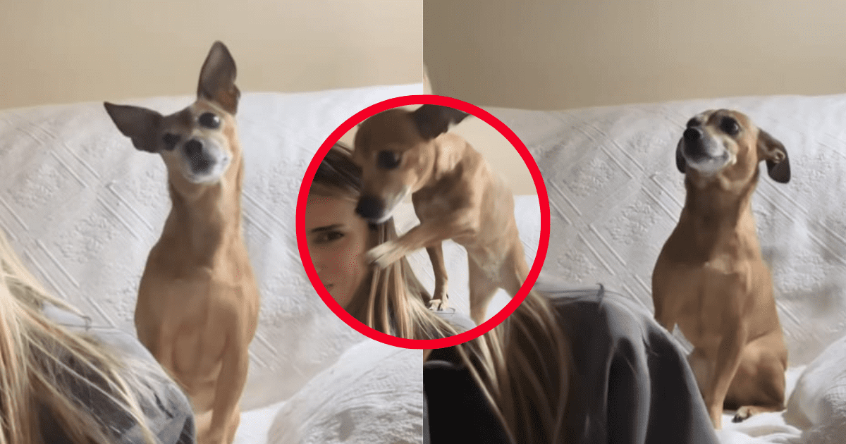 Perrita escucha una llamada falsa y su reacción hizo reír a millones en ...